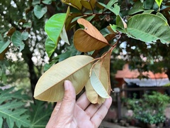 Chrysophyllum