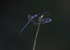 Hylaeothemis apicalis
