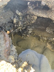 Crassostrea virginica