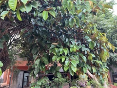 Chrysophyllum