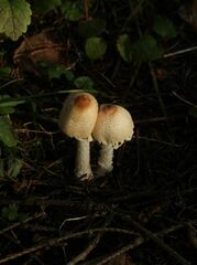 Lepiota