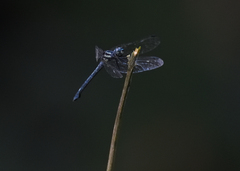 Hylaeothemis apicalis