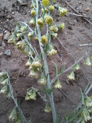 Artemisia sericea