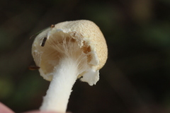 Lepiota