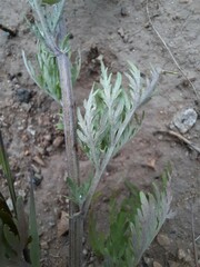 Artemisia sericea