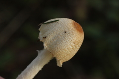 Lepiota