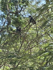 Cercopithecus mitis albogularis