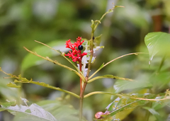 Rauvolfia serpentina