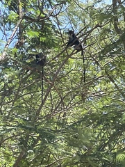Cercopithecus mitis albogularis