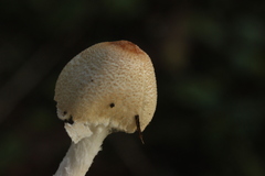 Lepiota