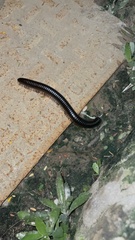 Diplopoda