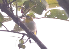 Zosterops palpebrosus