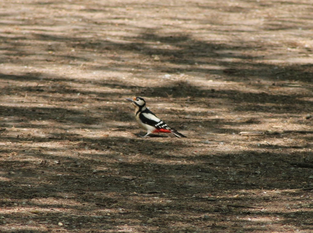 Dendrocopos major anglicus