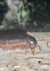 Diplopoda