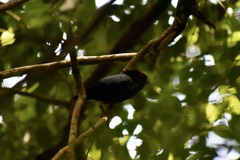 Chiroxiphia pareola