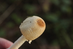 Lepiota