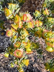 Maireana pyramidata