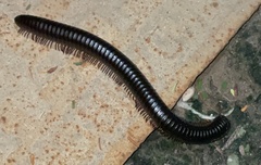 Diplopoda