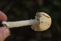 Lepiota