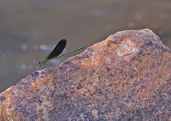 Neurobasis chinensis