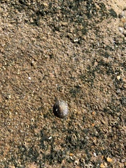 Siphonaria naufragum