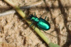 Cicindela scutellaris