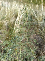 Asparagus pallasii