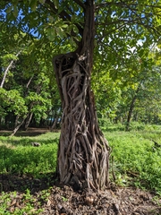 Ficus aurea