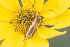 Chauliognathus scutellaris