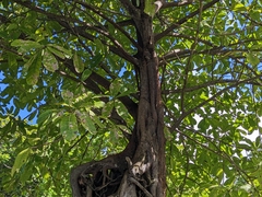 Ficus aurea