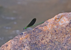 Neurobasis chinensis