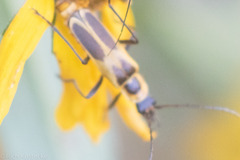 Chauliognathus scutellaris