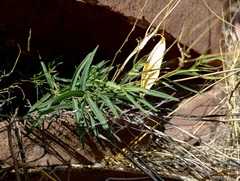 Vincetoxicum sibiricum