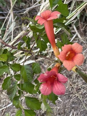 Campsis