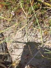 Ehrharta villosa