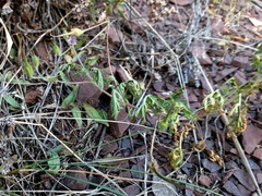 Erodium stephanianum