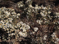 Olearia pimeleoides