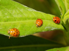 Harmonia octomaculata