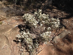 Olearia pimeleoides