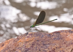 Neurobasis chinensis