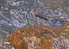 Neurobasis chinensis