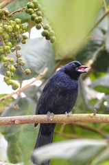 Tachyphonus coronatus