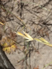 Ehrharta villosa