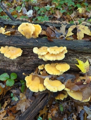 Phyllotopsis nidulans