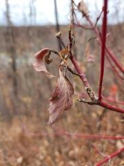 Cornus sericea