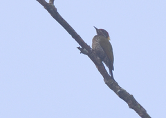 Picus chlorolophus