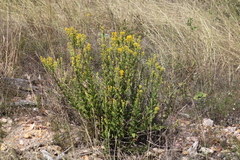 Solidago radula