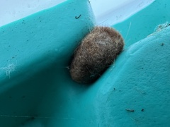 Orgyia pseudotsugata