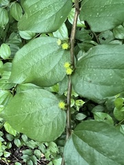 Ziziphus oenopolia