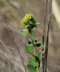 Lespedeza hirta